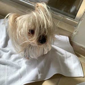 Meet your Posher, Gabriela